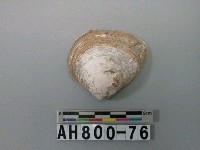 藏品(貝類)的圖片